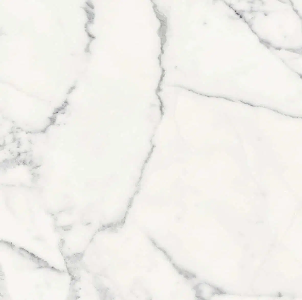 Origines de Rex — Blanc